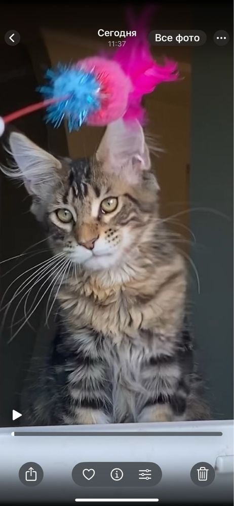 Котята мейнкун из Питомника