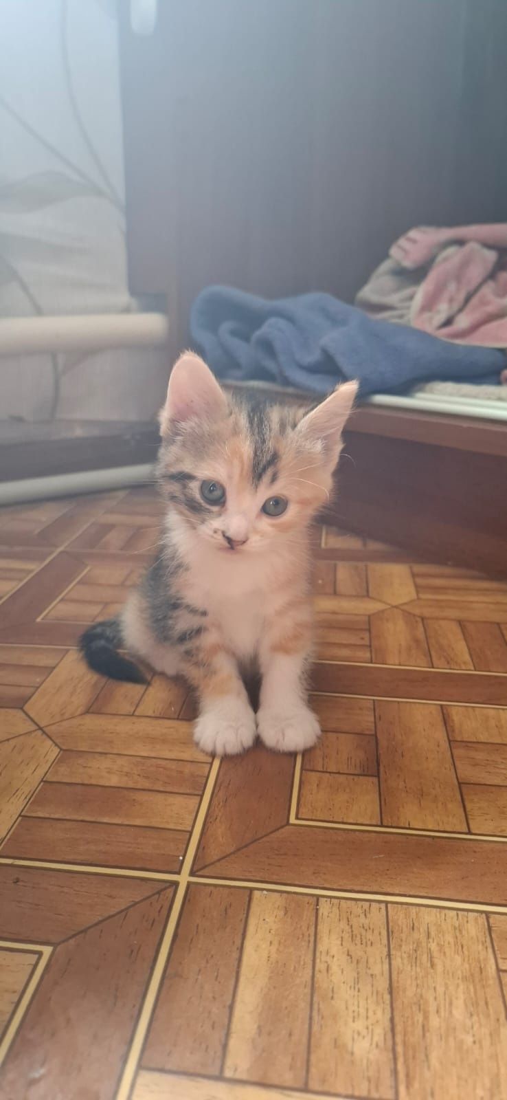 Отдам котят в добрые руки