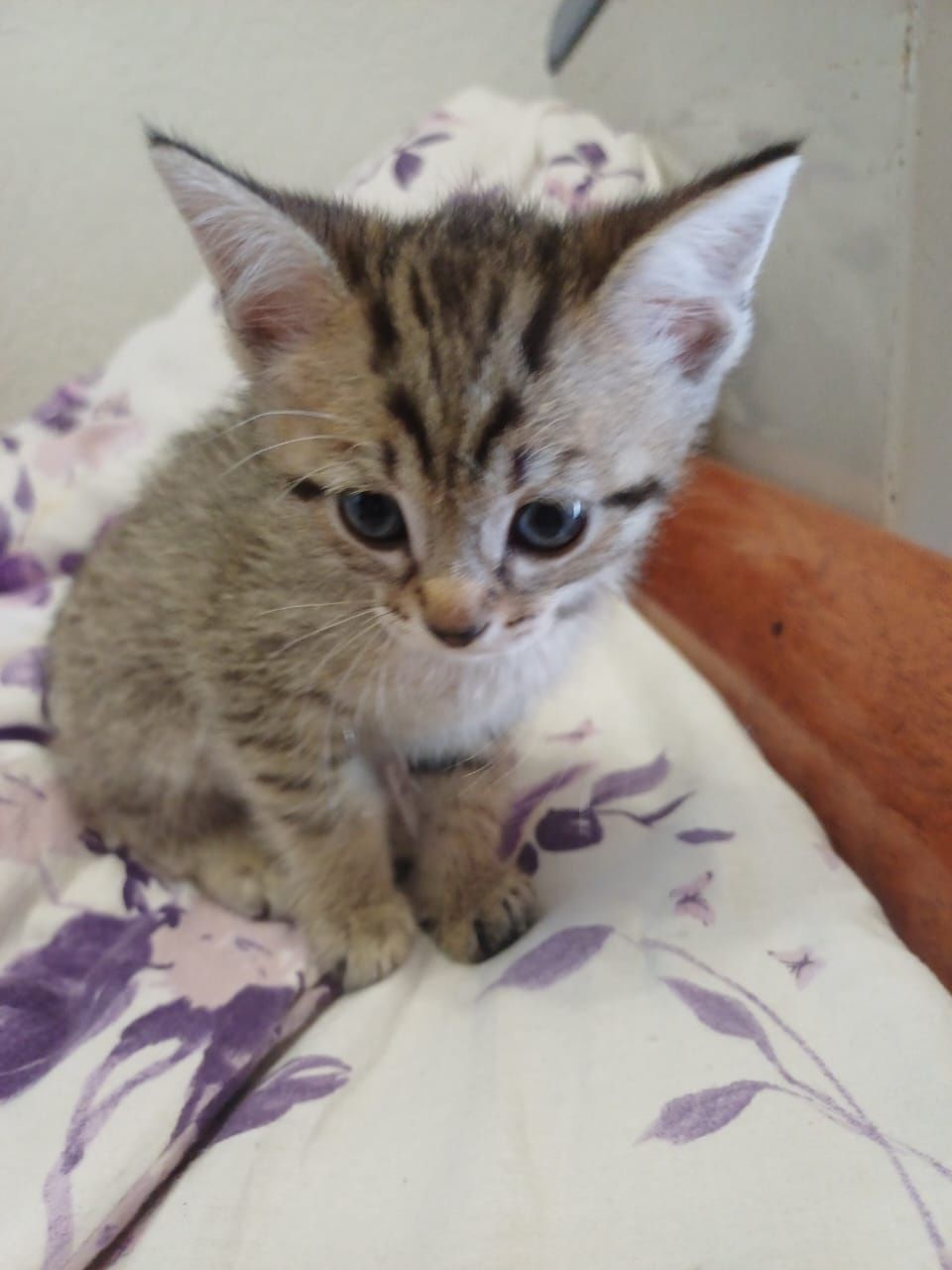 Отдадим котят в добрые руки