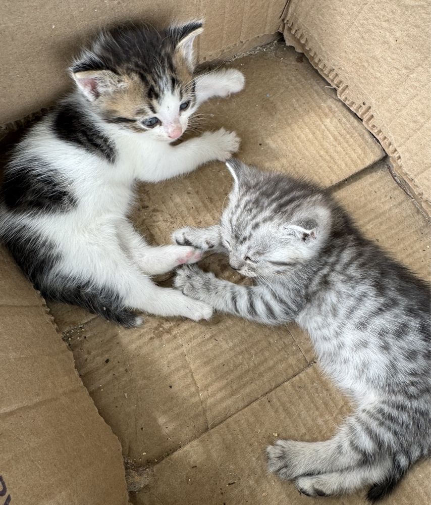 Котята в добрые и ответственные руки!