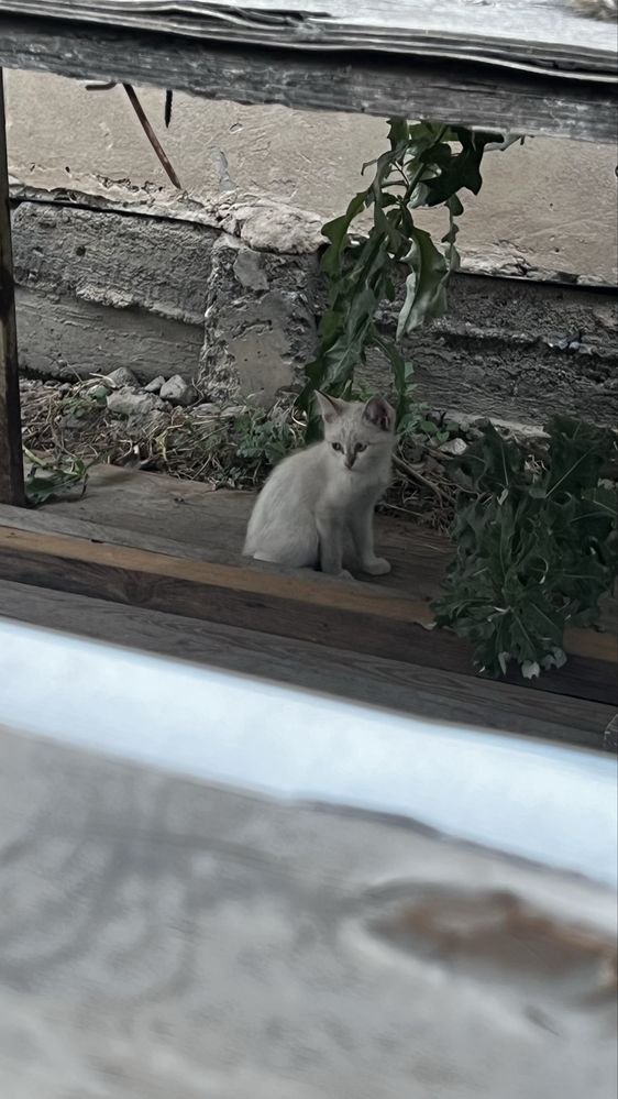 Отдам котят в хорошие руки