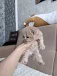 Британские котята
