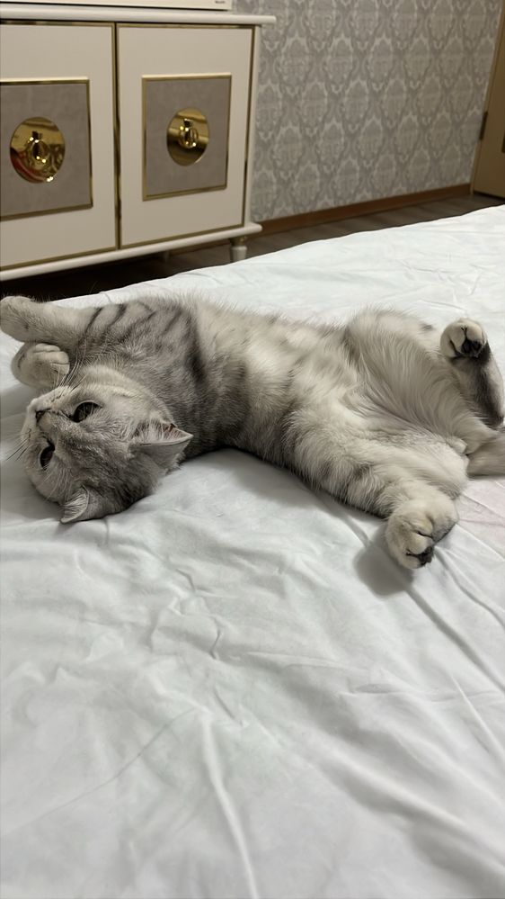 Котенок 7 месяцев