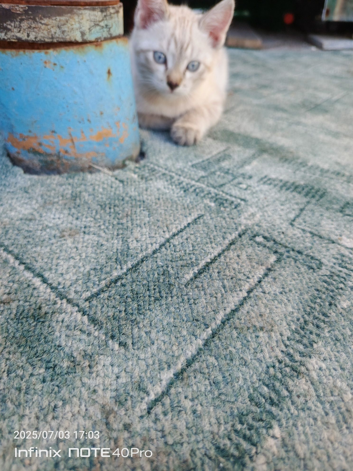 Котята сиамские коь и кошка