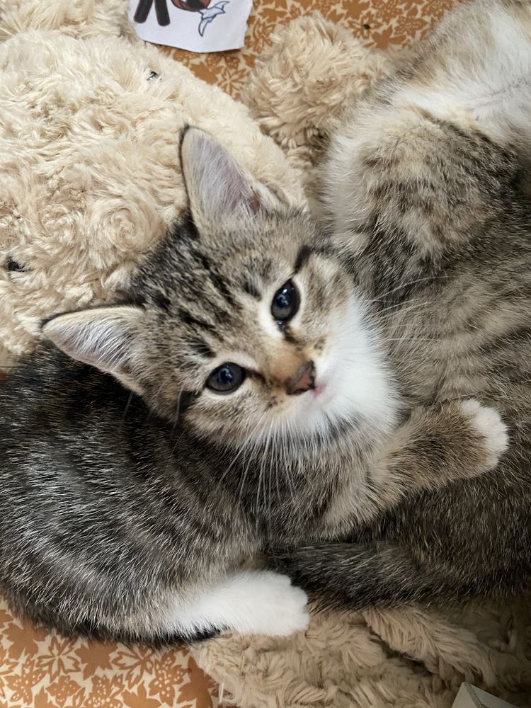 Отдам котят в добрые руки