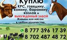 Лошадь лошадей крс