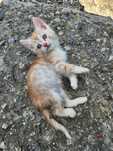 Отдам котёнка в хорошие руки