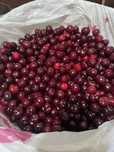 Продам садовую вишню 5л( 5000тг)