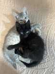 Отдам котиков даром