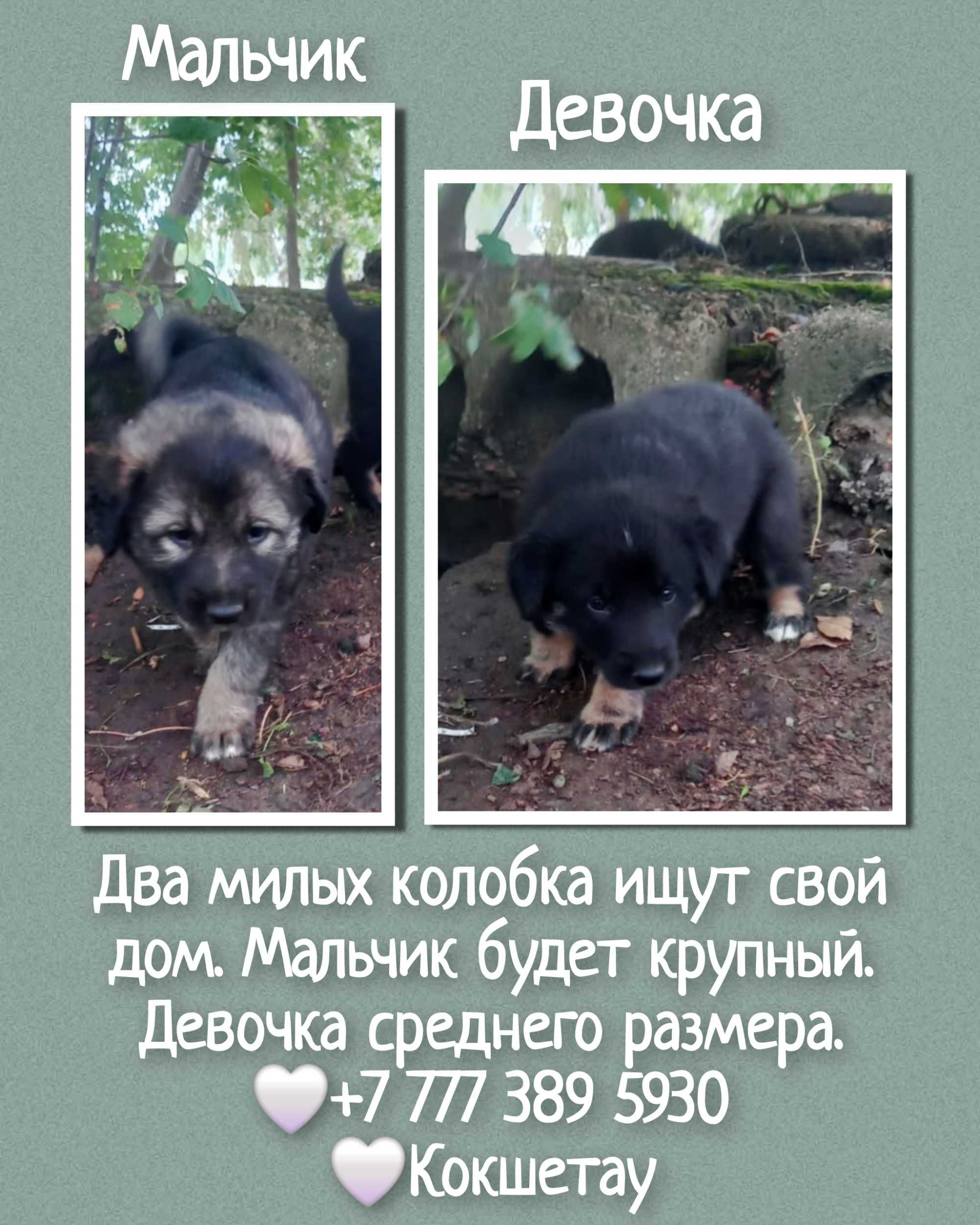 Щенульки ищут дом