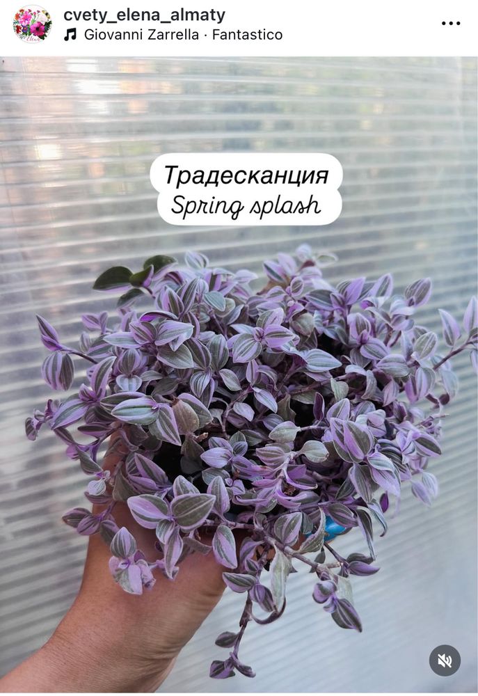Папоротник, сциндапсус, тунбергия, сингониум, жасмин