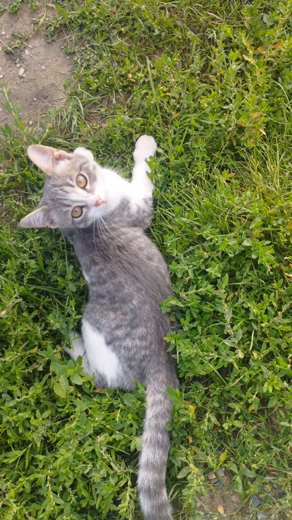 Отдам хорошеньких котят