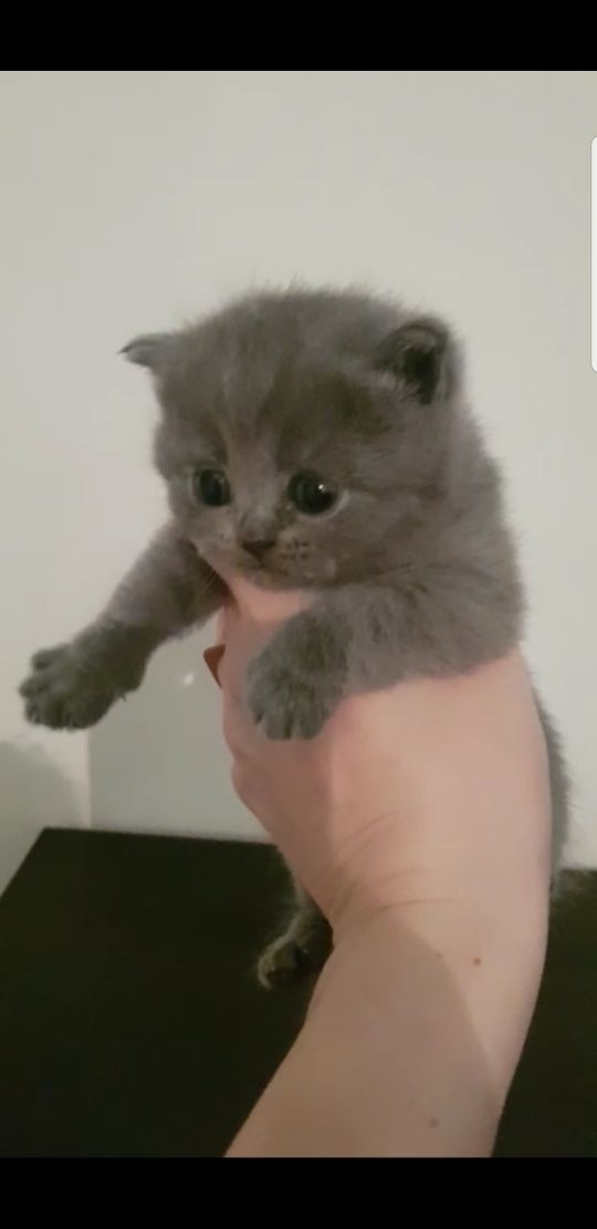 Взка британского опытного кота, с родословной, привит!