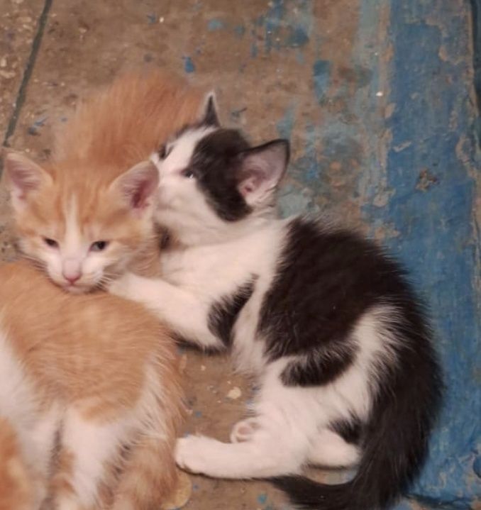 Кошка и котята на добрые руки (можно забрать каждого отдельно)