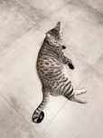 Отдам даром кота