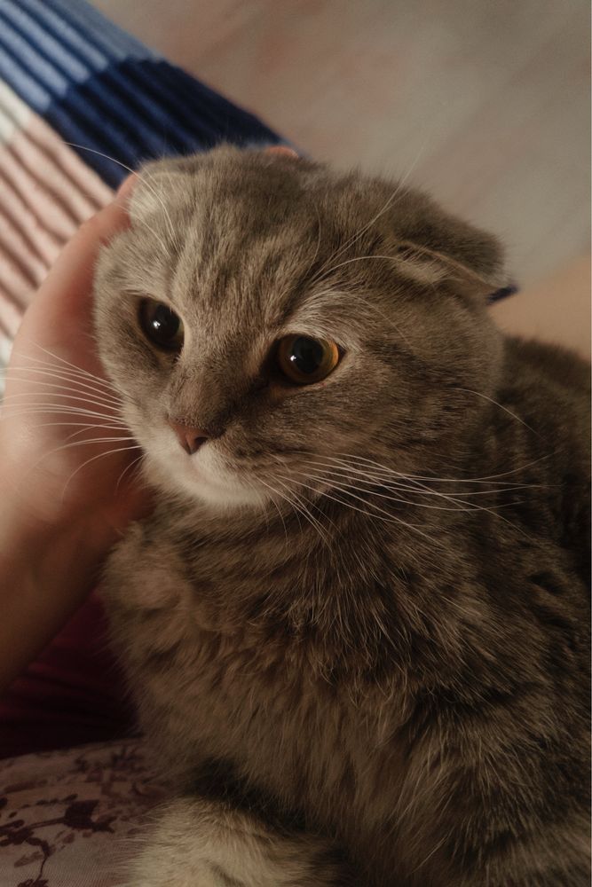 Кота отдам в добрын руки