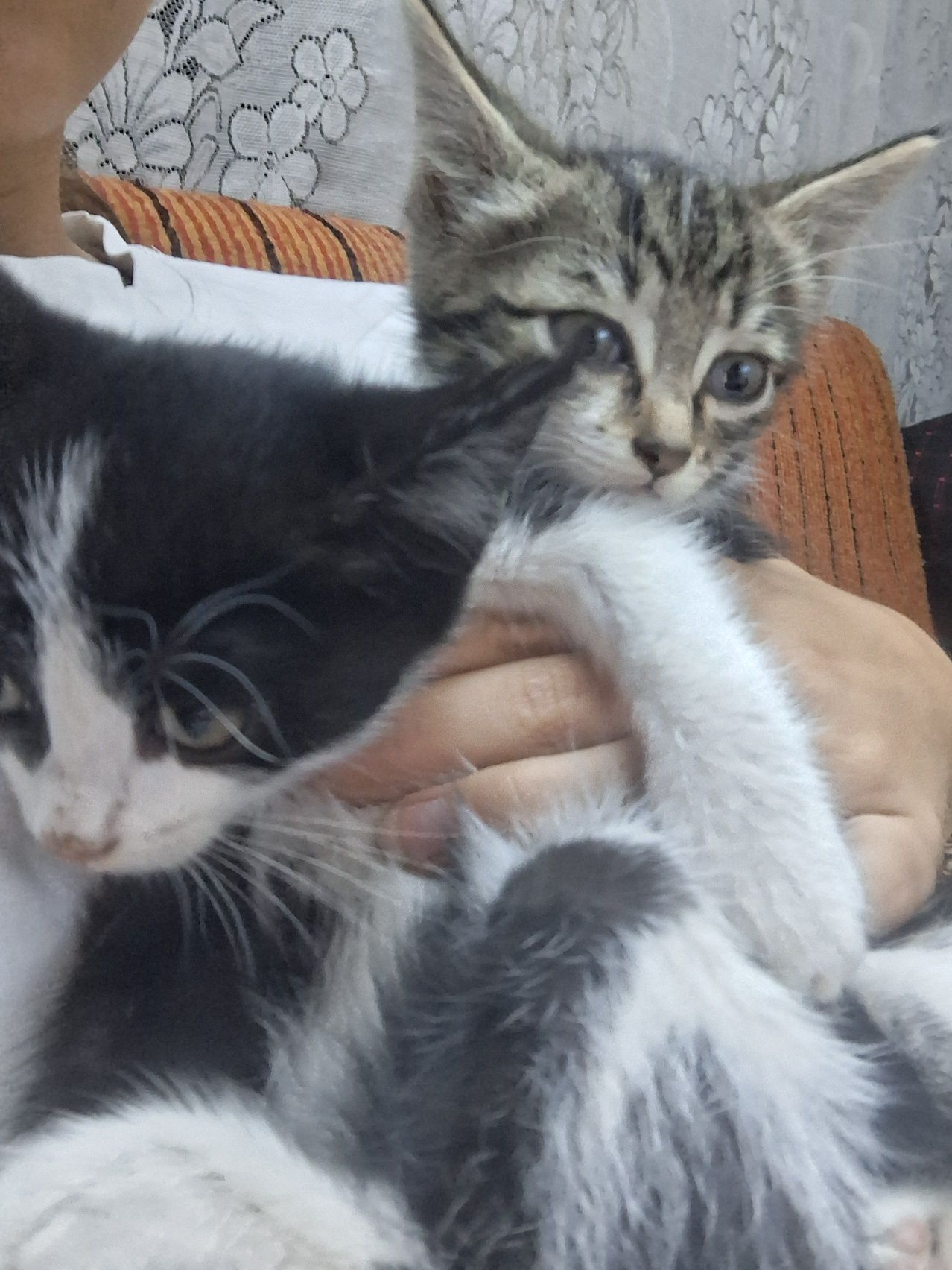 Отдам котят в добрые руки