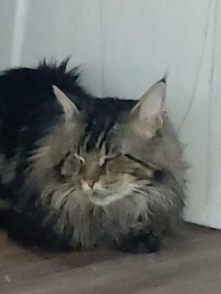 Кот мейнкун чёрный ищет подружку