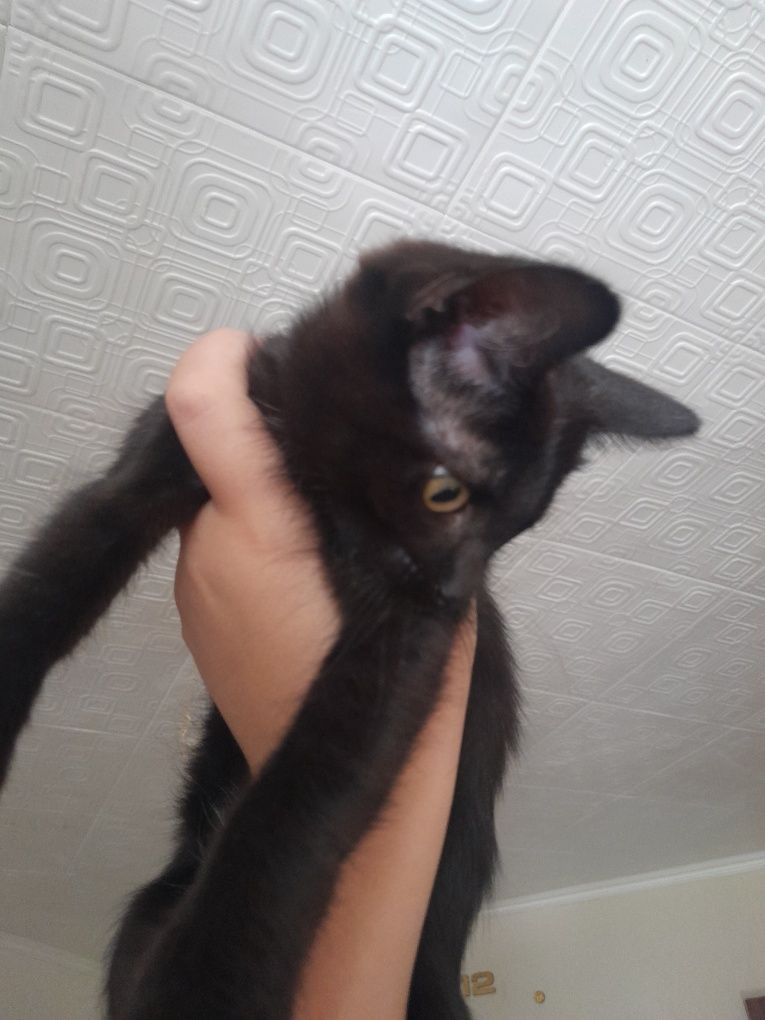 Одам троих котят и двоих кошек