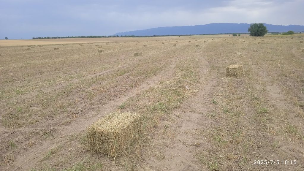Сено(тюки)хорошие