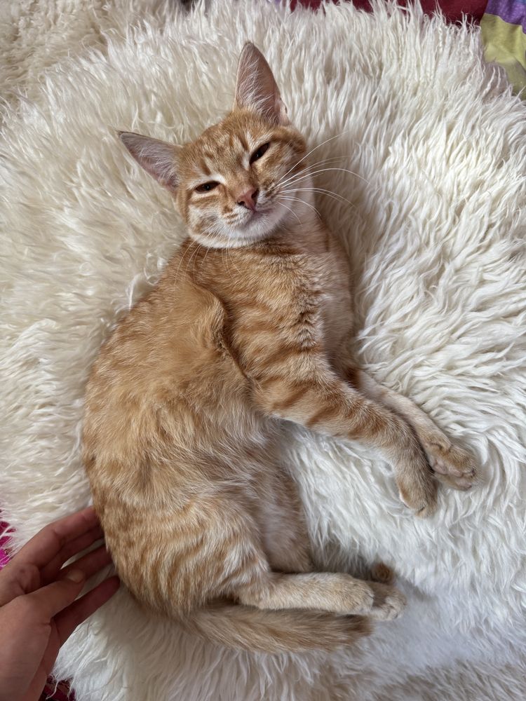 Котенок подросток