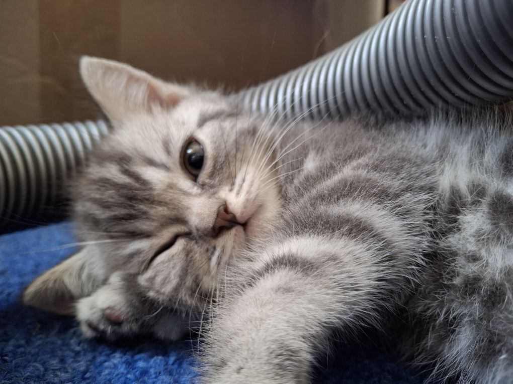 Котята скотиш страйт