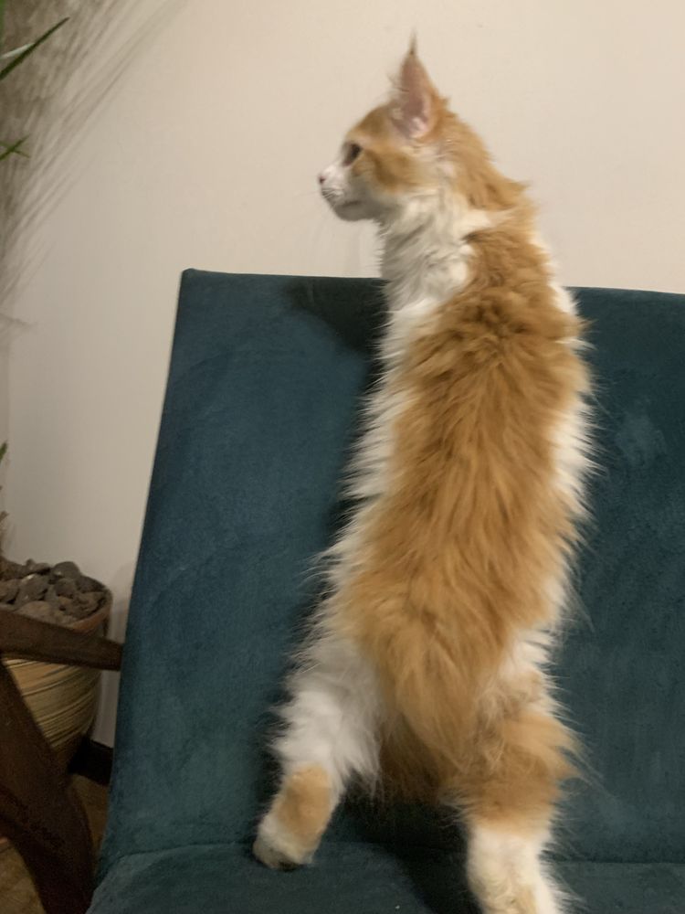 Котята мейнкун с родословными