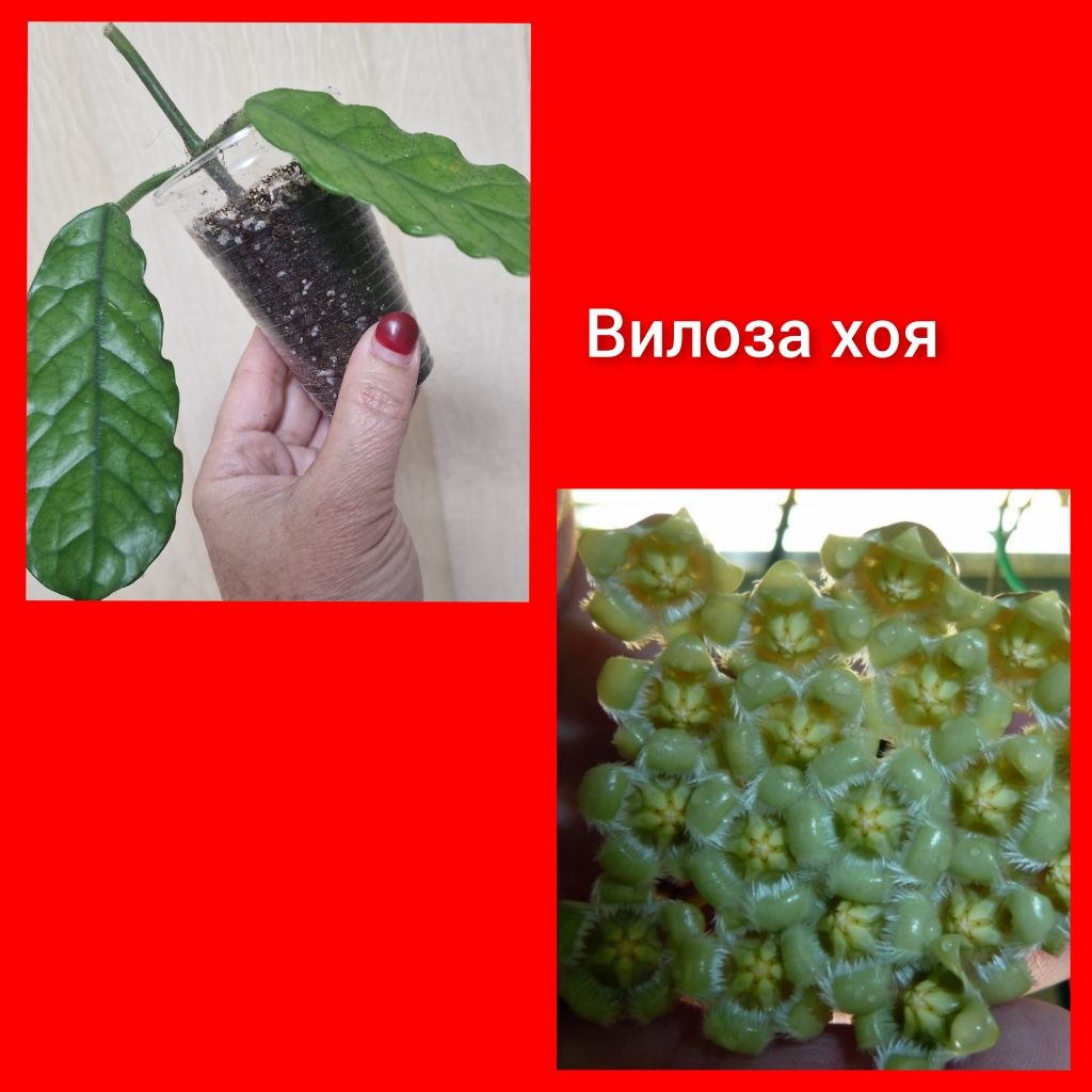 Хойя хоя хойки подарок