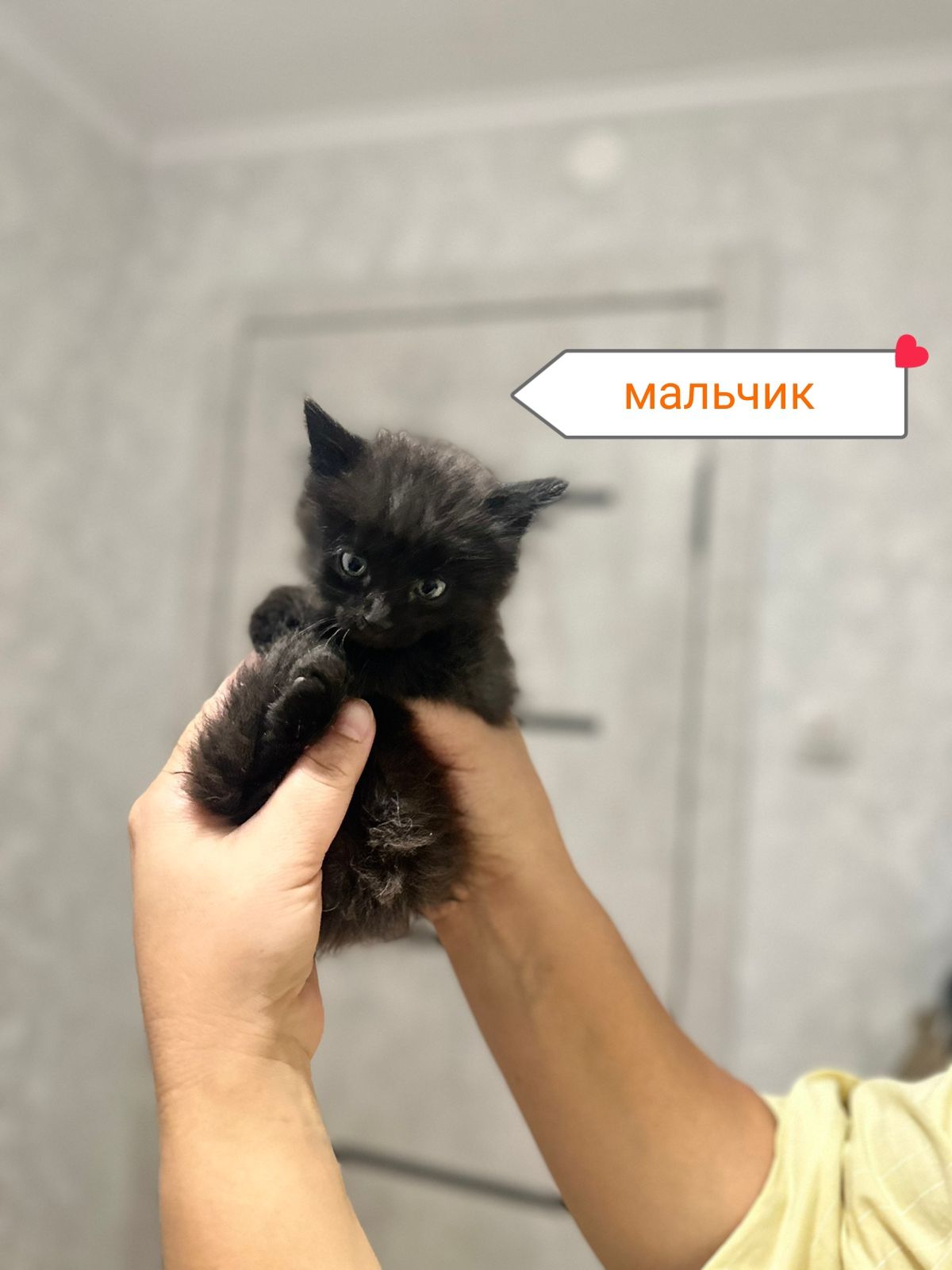 Отдам котят в добрые руки