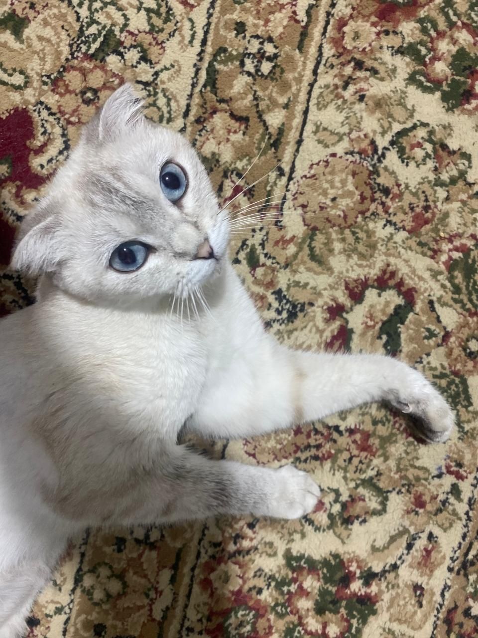 Отдам бесплатно котенка