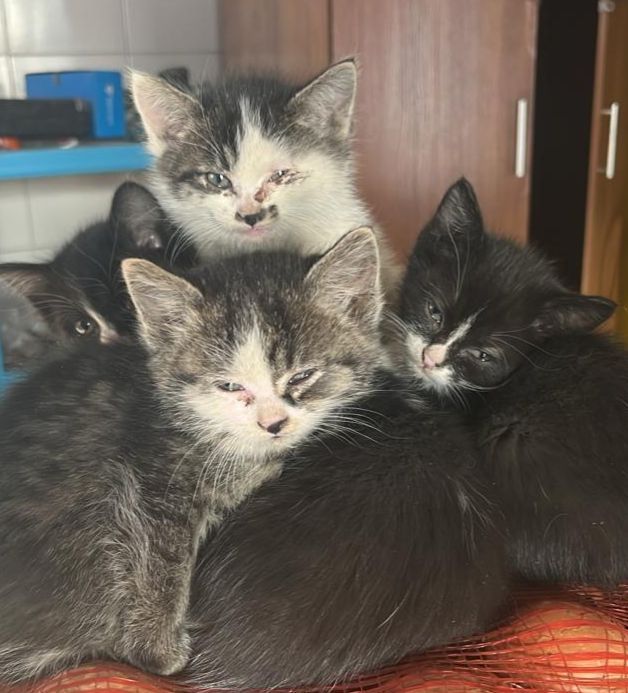 Отдам котят в добрые руки