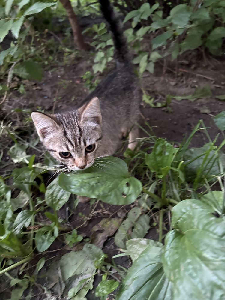 Котенок без породы