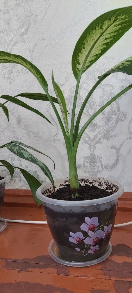 Продам цветы декоративные