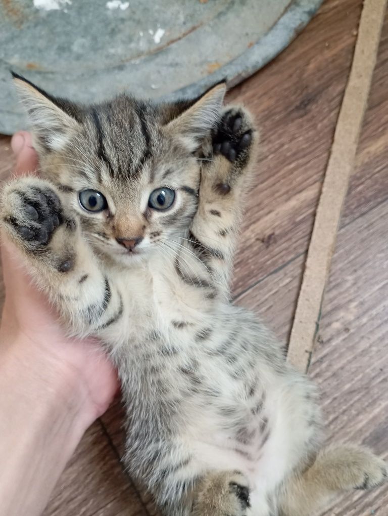 Котята  отдам в добрые руки