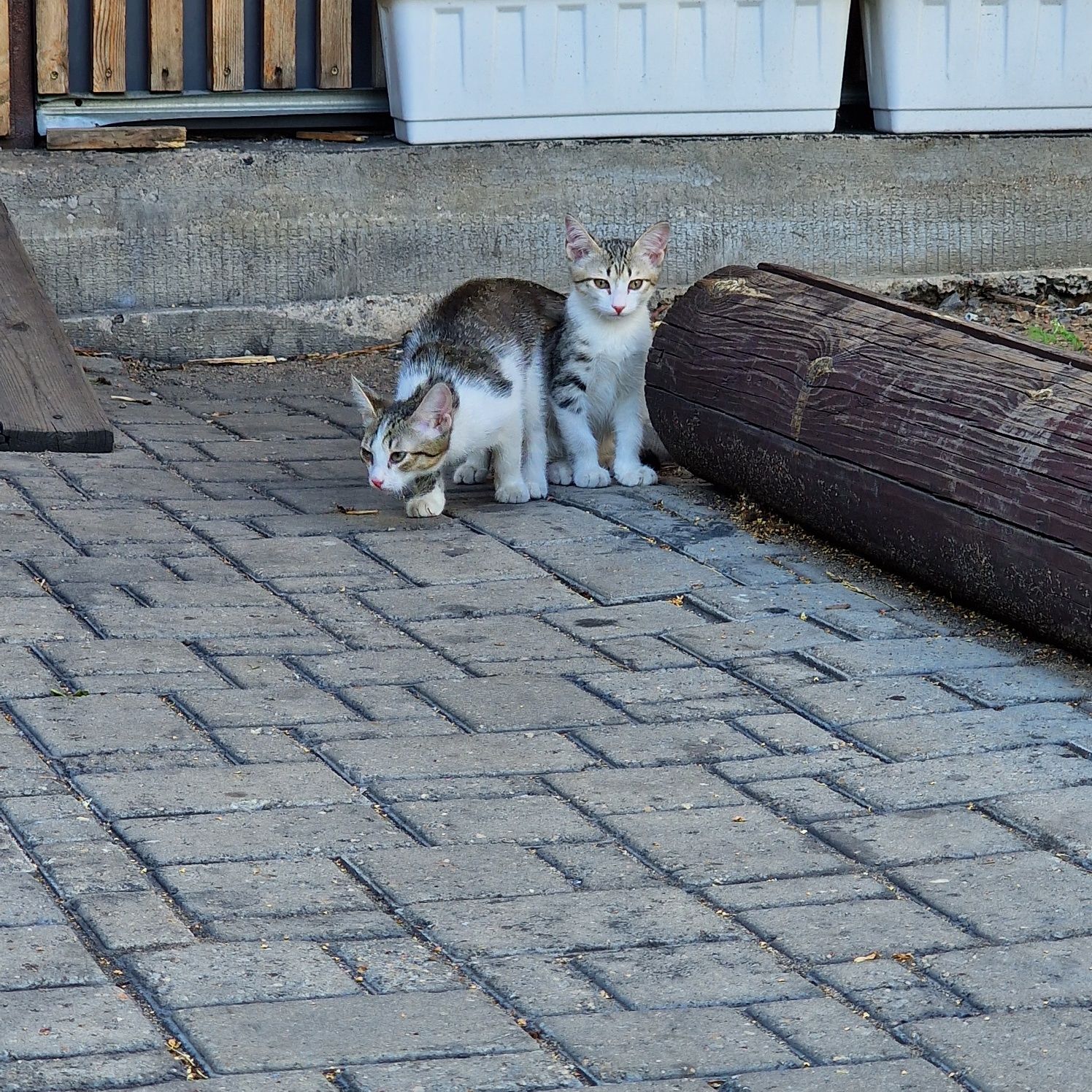 Дарю котят в добрые руки