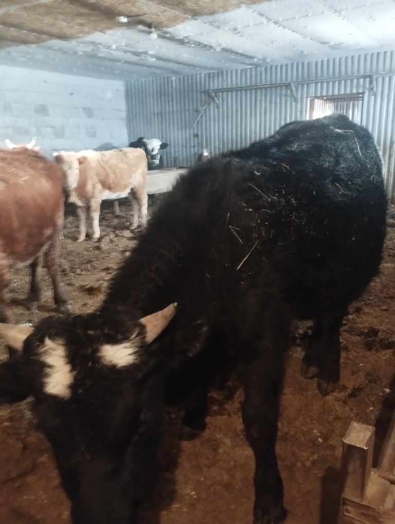 Продам 2 бычки один 2 годик, второй подсосный годик.