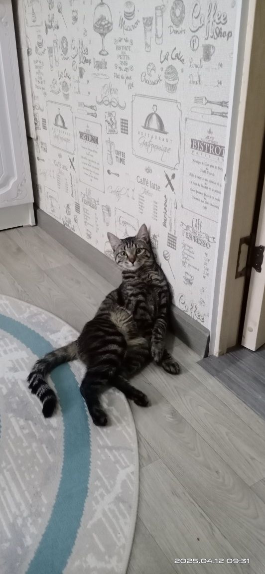 Отдам кота в добрые руки.