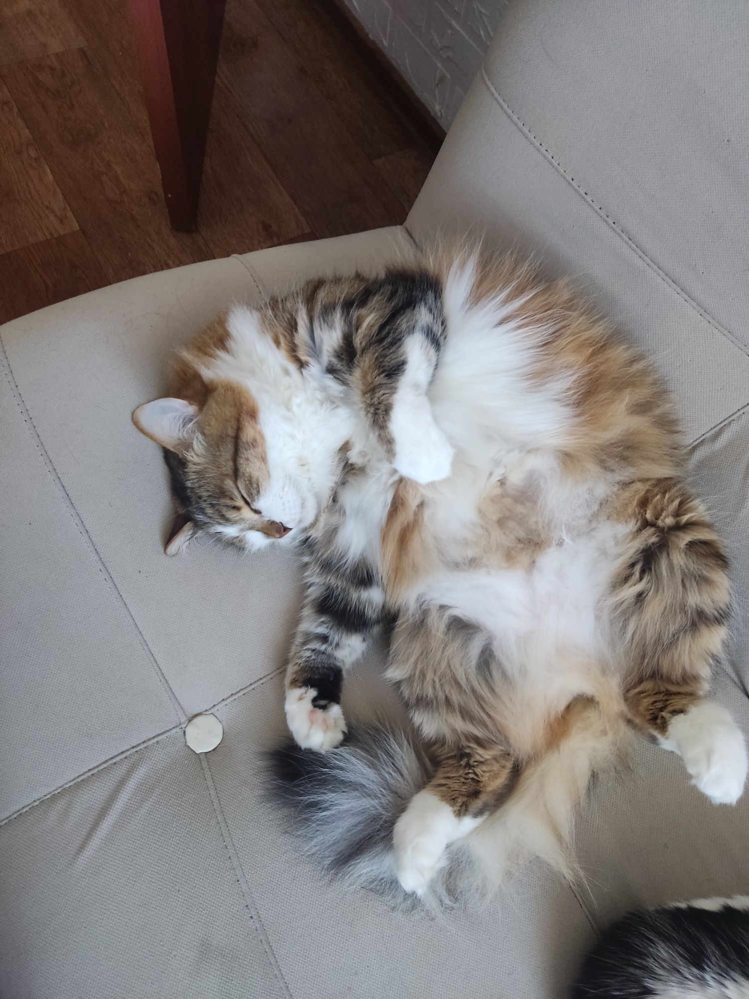 Ищем дом красивейшей кошке