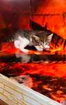 Котята отдам бесплатно