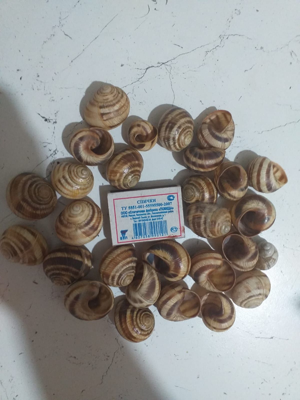 Продам ракушки для поделок