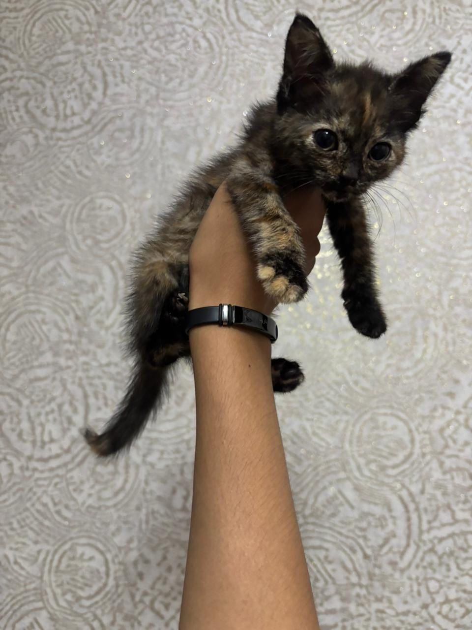 Отдам котёнка в хорошие руки
