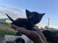 Одается кот бестплатно