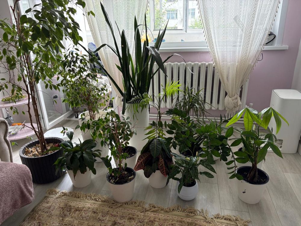 Продам цветы все вместе