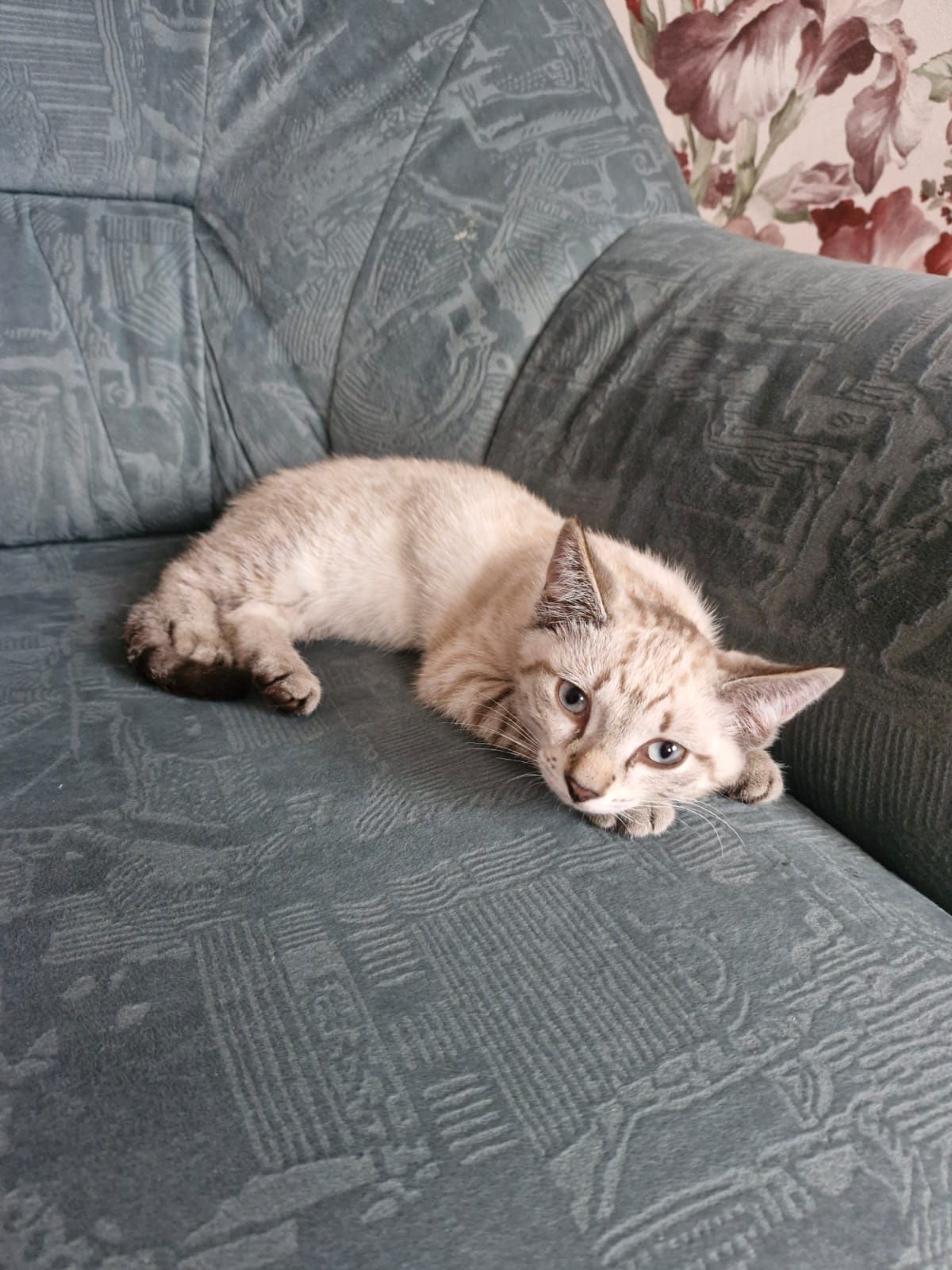 Котят в добрые руки