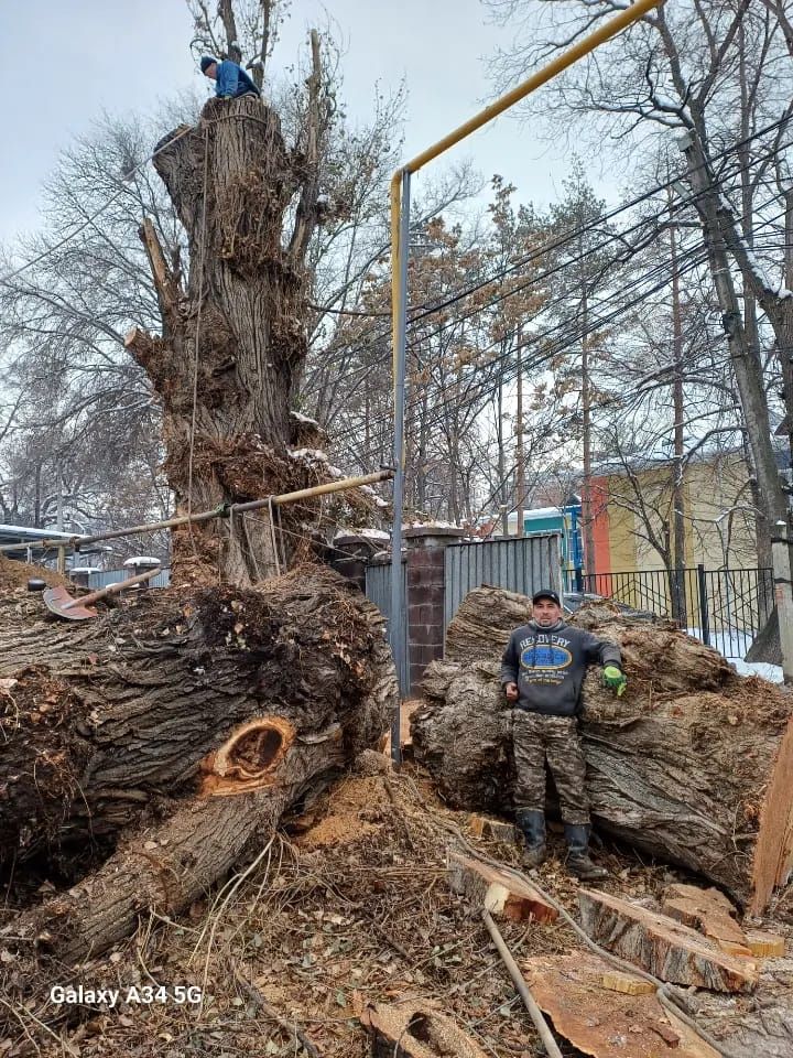 Спил деревьев Алматы и области.Спилим дерева.Ағаш кесу.Спилим деревья