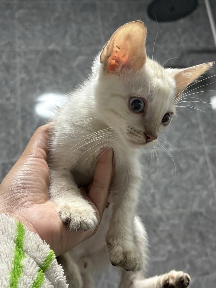 Продам котят бенгальских