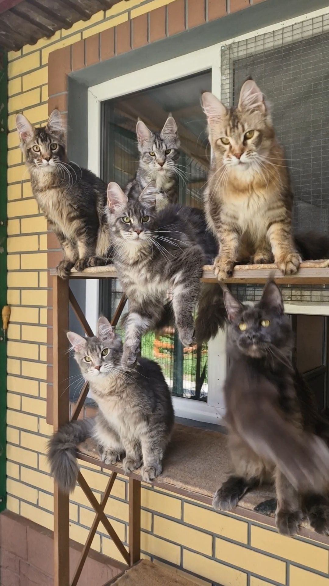Котята мейн-куны девочки.