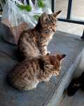 Котята отдам бесплатно