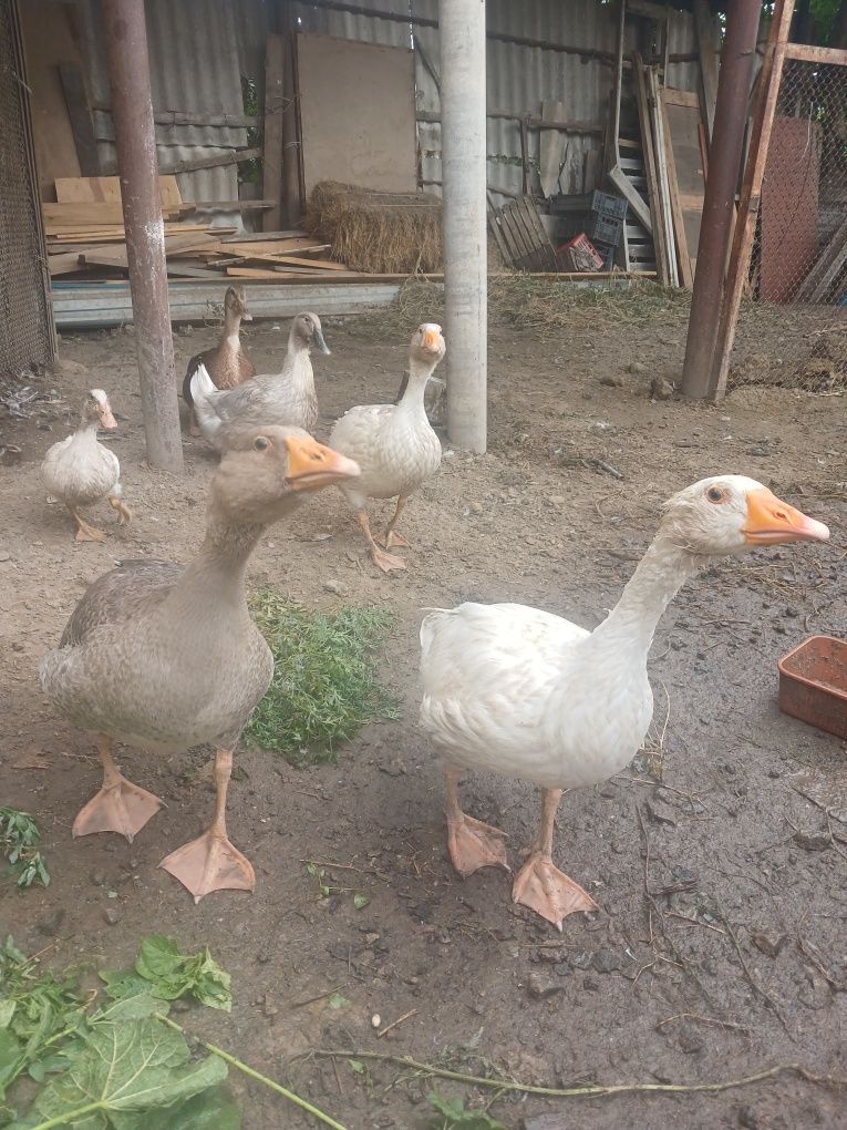 Продам домашних птиц