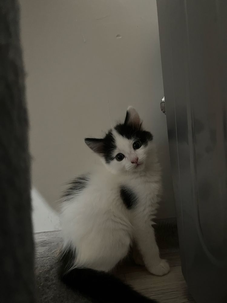 Отдам котят в хорошие руки